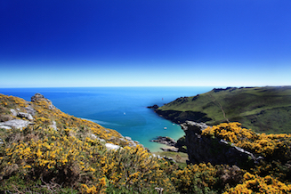 Golden gorse on the clifftop above Starehole Bay