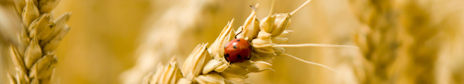 Ladybird on a wheat ear