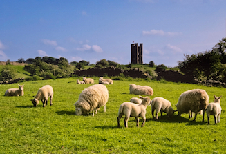 Broadway Tower and the skyline and grazing sheep in the foreground