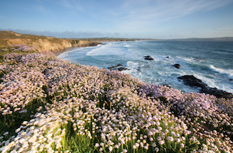 Carpet of thrift on the clifftop in Cornwall