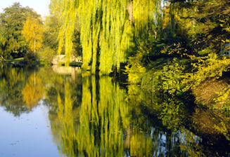 Weeping willows reflected in the calm water of the River Thames