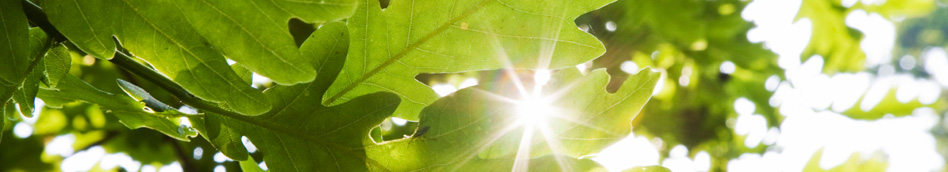 Sun shining through oak leaves